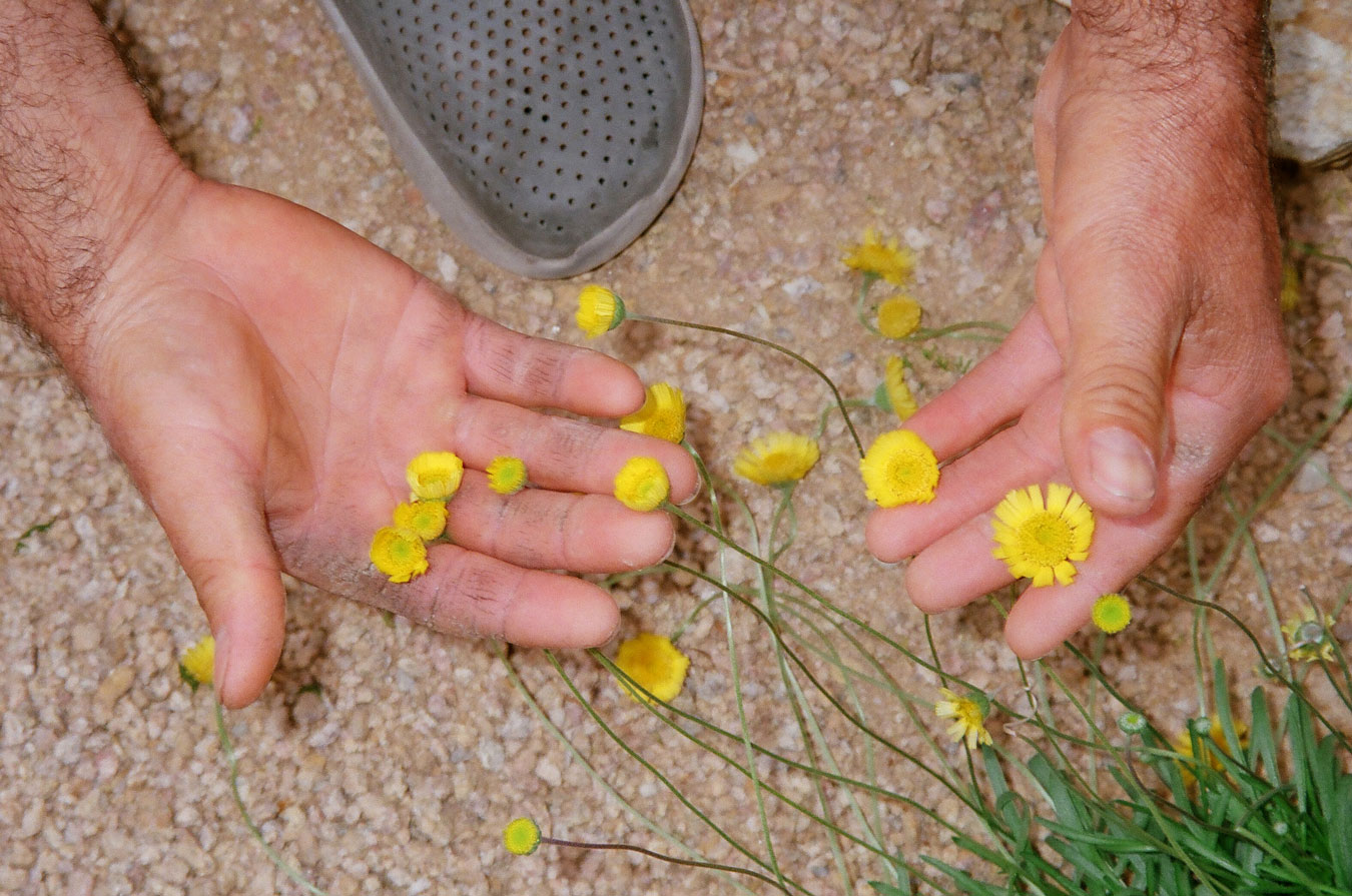 Dainty, yellow dandelions being held gently in two large hands. 